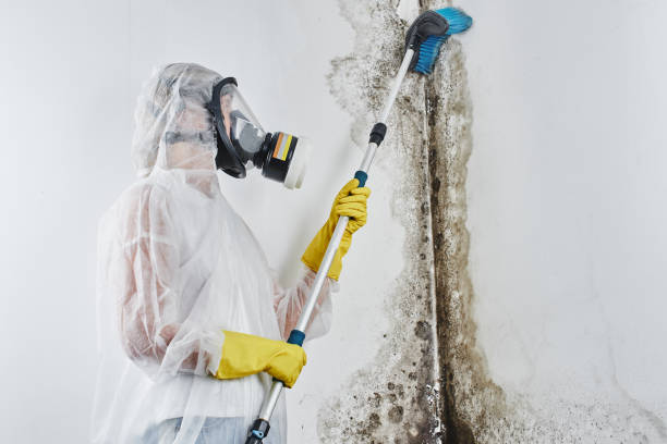 Best Emergency Mold Remediation in Rock Island, IL