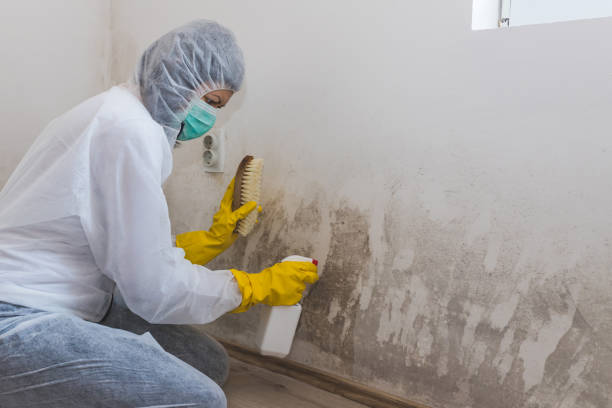 Reliable Rock Island, IL Mold Remediation Solutions