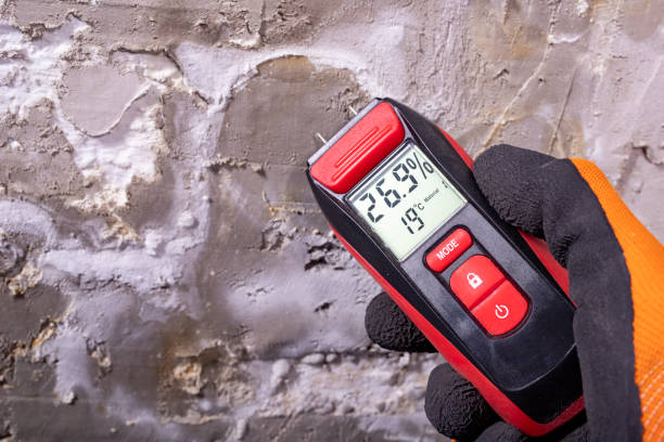 Best Basement Mold Remediation in Rock Island, IL