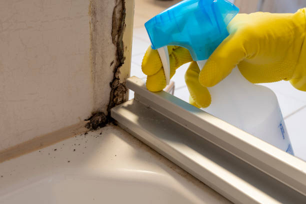 Best Black Mold Remediation in Rock Island, IL
