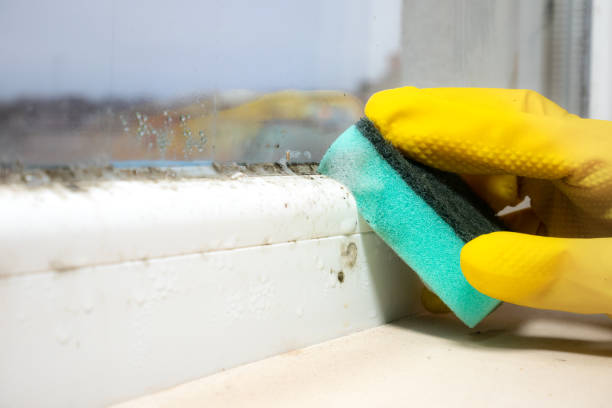 Best DIY Mold Remediation Support Services in Rock Island, IL
