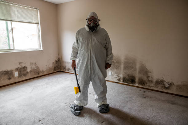 Best Residential Mold Remediation in Rock Island, IL