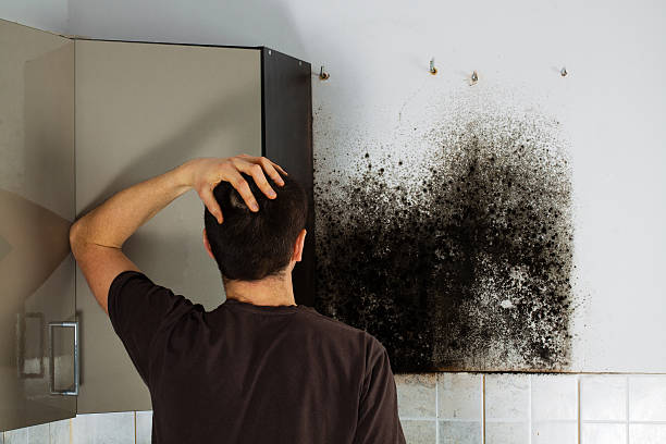 Best Industrial Mold Remediation in Rock Island, IL