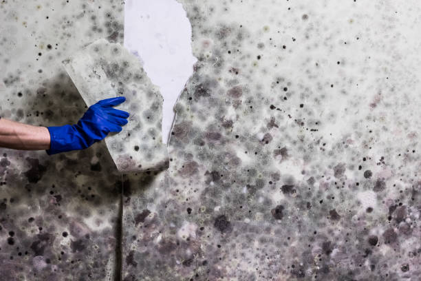 Best Preventive Mold Services in Rock Island, IL
